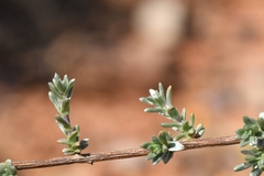 Eriocephalus macroglossus