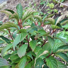 Viburnum farreri