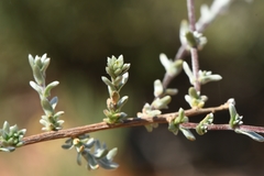 Eriocephalus macroglossus