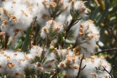 Eriocephalus macroglossus