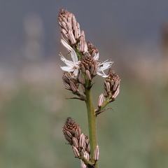 Asphodelus aestivus