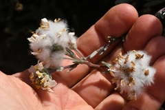 Eriocephalus macroglossus