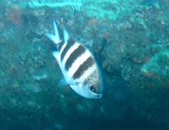 Abudefduf natalensis