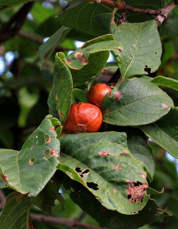 Vangueria madagascariensis