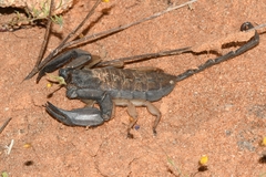Hadogenes phyllodes