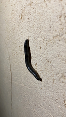 Ommatoiulus sabulosus aimatopodus