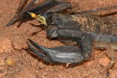 Hadogenes phyllodes