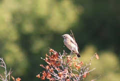 Oenanthe isabellina