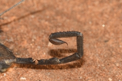 Hadogenes phyllodes