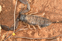 Hadogenes phyllodes