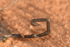 Hadogenes phyllodes