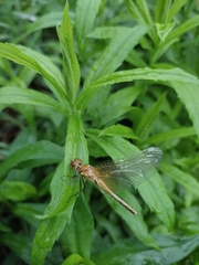 Sympetrum flaveolum