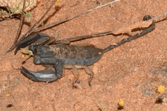 Hadogenes phyllodes