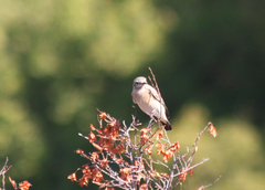 Oenanthe isabellina