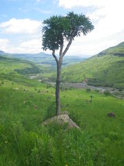 Cussonia paniculata paniculata
