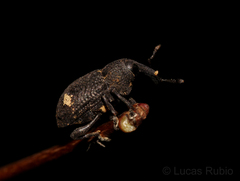 Heilus tuberculosus