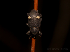 Heilus tuberculosus