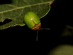 Platyphora quadrisignata