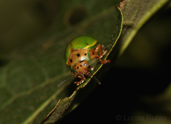 Platyphora quadrisignata
