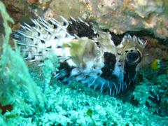 Diodon liturosus