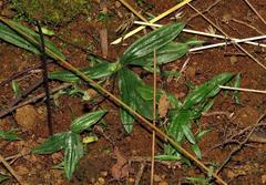 Hypoxis parvula parvula