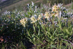 Penstemon confertus