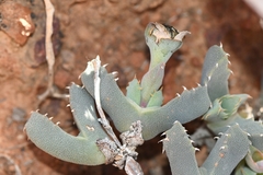 Odontophorus marlothii