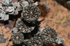 Odontophorus marlothii