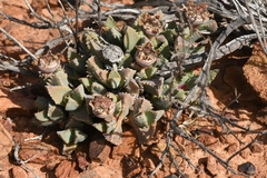 Odontophorus marlothii