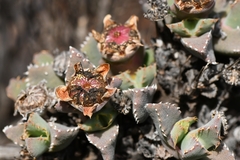 Odontophorus marlothii