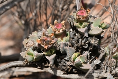 Odontophorus marlothii
