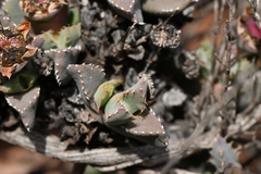 Odontophorus marlothii