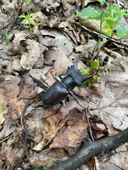 Lucanus cervus