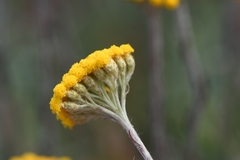 Helichrysum hebelepis