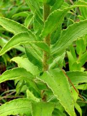 Helichrysum transmontanum