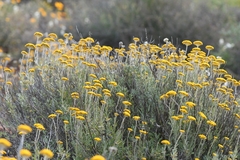 Helichrysum hebelepis