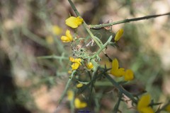 Ulex australis