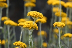 Helichrysum hebelepis