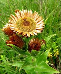 Helichrysum transmontanum