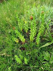 Helichrysum transmontanum