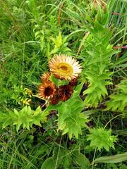 Helichrysum transmontanum