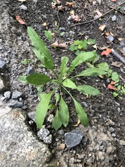 Magnoliopsida