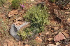 Asparagus declinatus