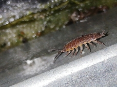 Porcellio dispar