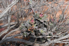 Odontophorus marlothii