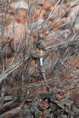 Odontophorus marlothii