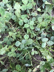 Trifolium repens