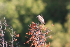 Oenanthe isabellina