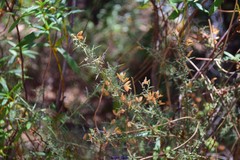 Ulex australis