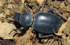 Tentyria incerta